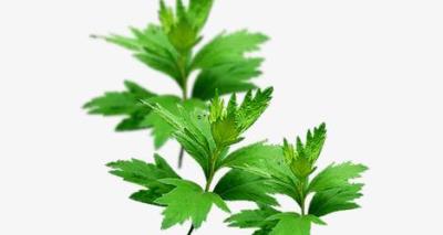 Stop-bleeding herb: Mugwort Leaf