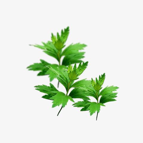 Mugwort Leaf herb