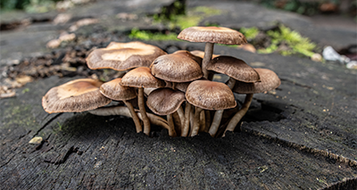 How to Choose the Right Mushroom Supplement